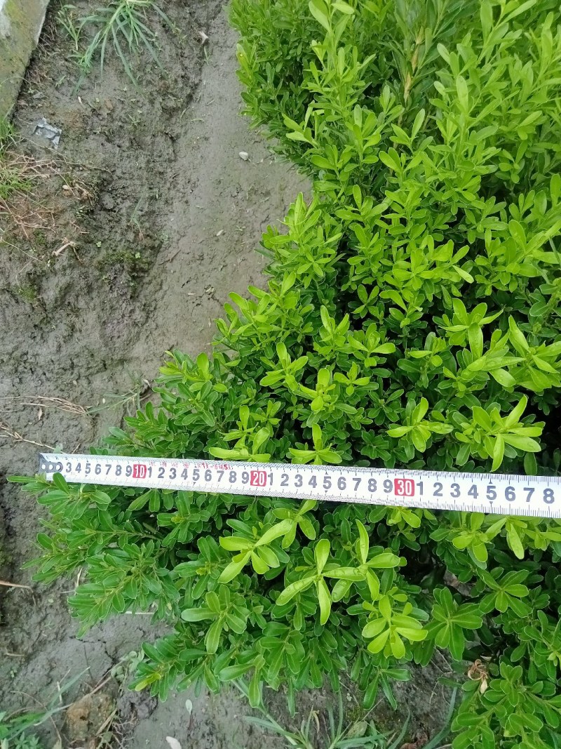 雀舌黄杨专业种植自产自销高50冠30