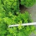 雀舌黄杨专业种植自产自销高50冠30