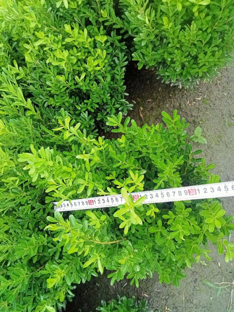 雀舌黄杨专业种植自产自销高50冠30