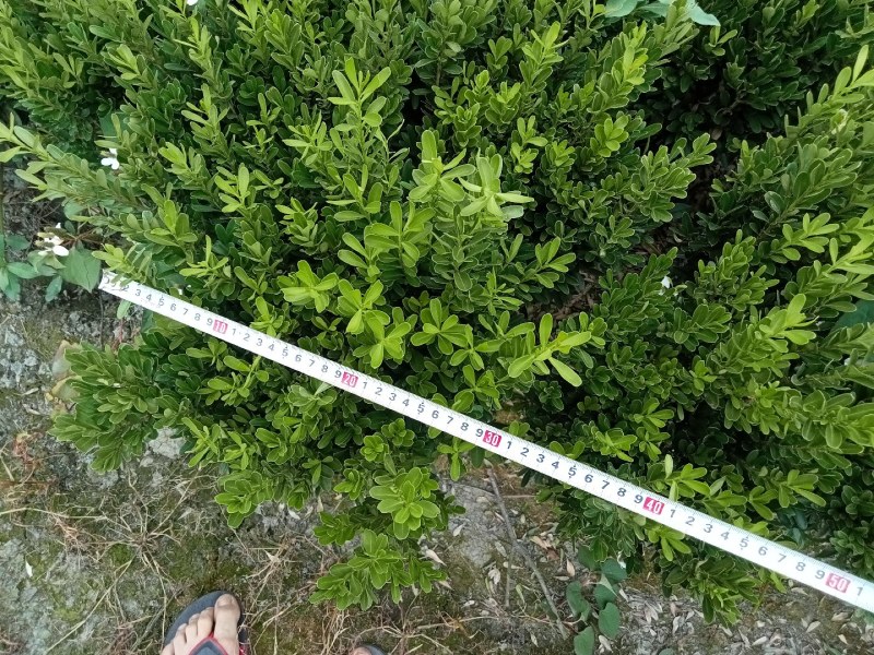 雀舌黄杨专业种植自产自销高50冠30