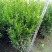雀舌黄杨专业种植自产自销高50冠30