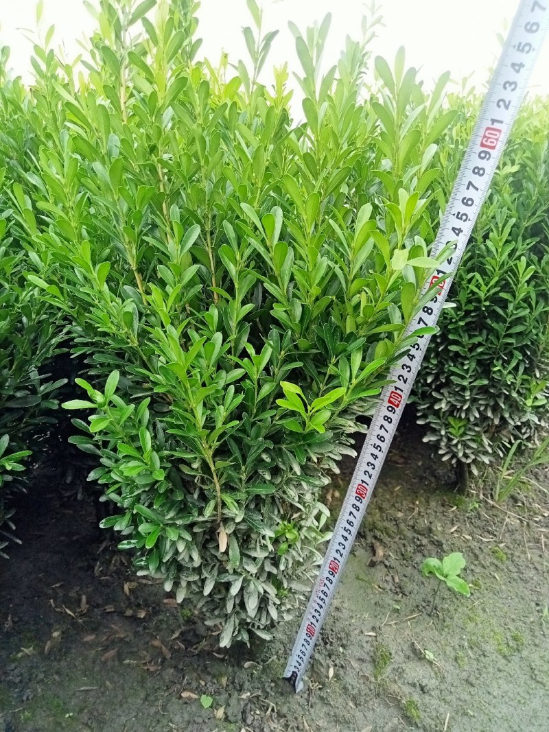 雀舌黄杨专业种植自产自销高50冠30