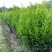 雀舌黄杨专业种植自产自销高50冠30