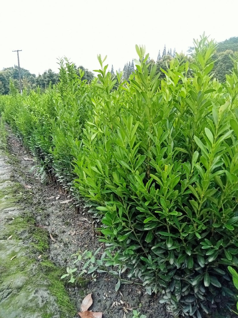雀舌黄杨专业种植自产自销高50冠30