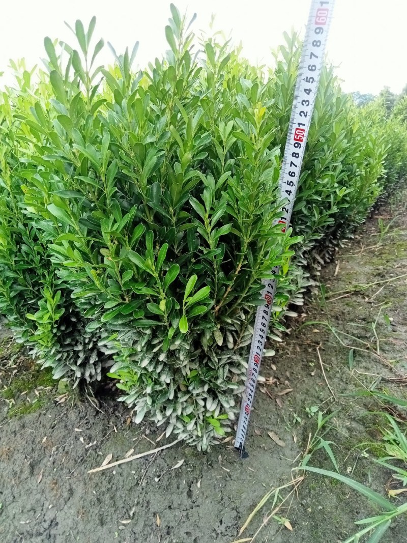 雀舌黄杨专业种植自产自销高50冠30