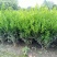 雀舌黄杨专业种植自产自销高50冠30