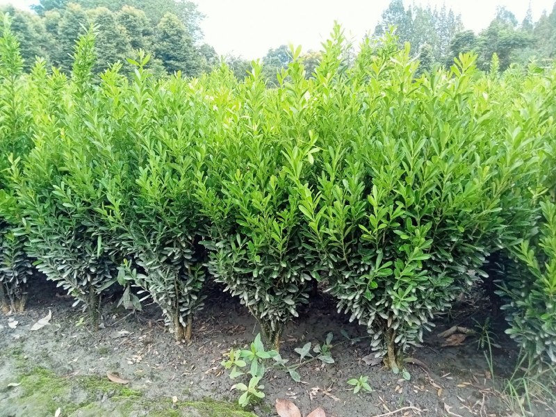 雀舌黄杨专业种植自产自销高50冠30