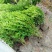 雀舌黄杨专业种植自产自销高50冠30