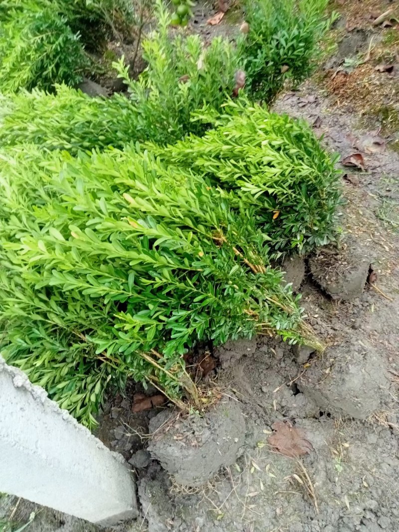 雀舌黄杨专业种植自产自销高50冠30