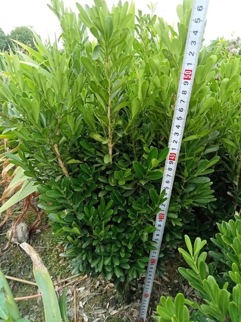 雀舌黄杨专业种植自产自销高50冠30