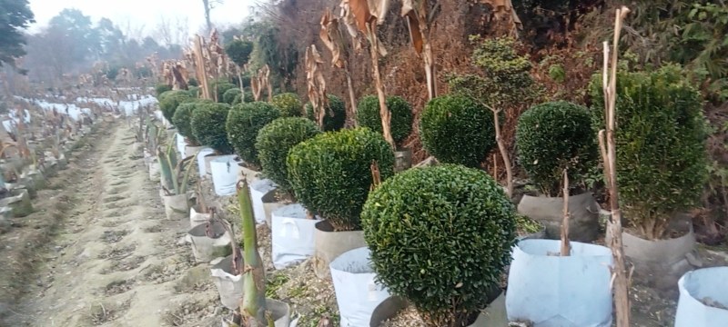 雀舌黄杨球自1产8自0销8量4大8从6优2欢6迎3选8购