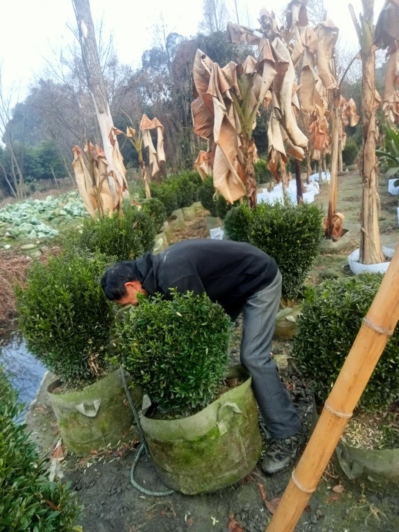 雀舌黄杨球自1产8自0销8量4大8从6优2欢6迎3选8购