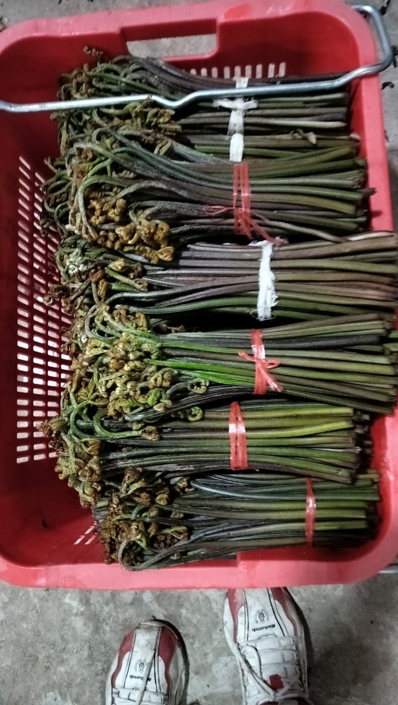 蕨菜