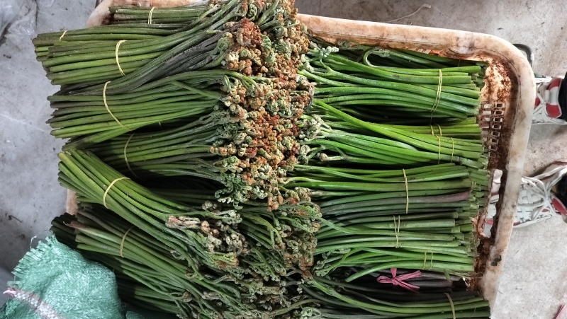 蕨菜