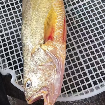 野生黄花鱼