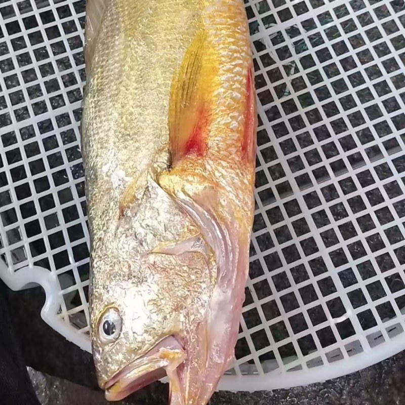 野生黄花鱼