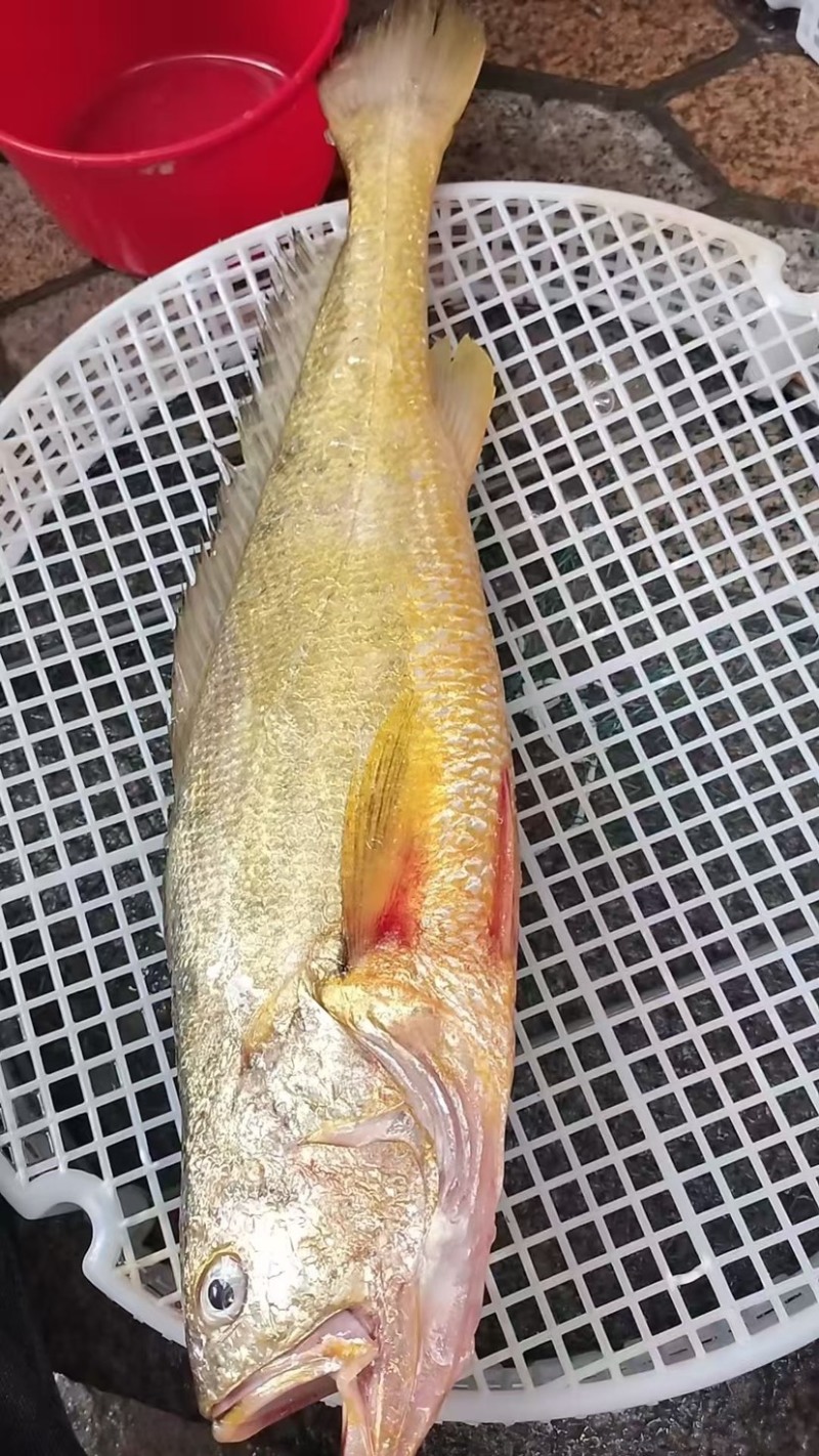野生黄花鱼