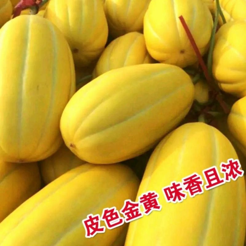 中甜一号甜瓜种子早熟黄金蜜香瓜籽高产耐低温春秋播黄皮香瓜