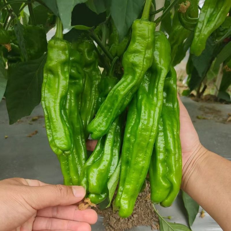 绿蔬三号辣椒种子早熟鲜食皮薄质脆味辣青红两用抗病春秋辣椒