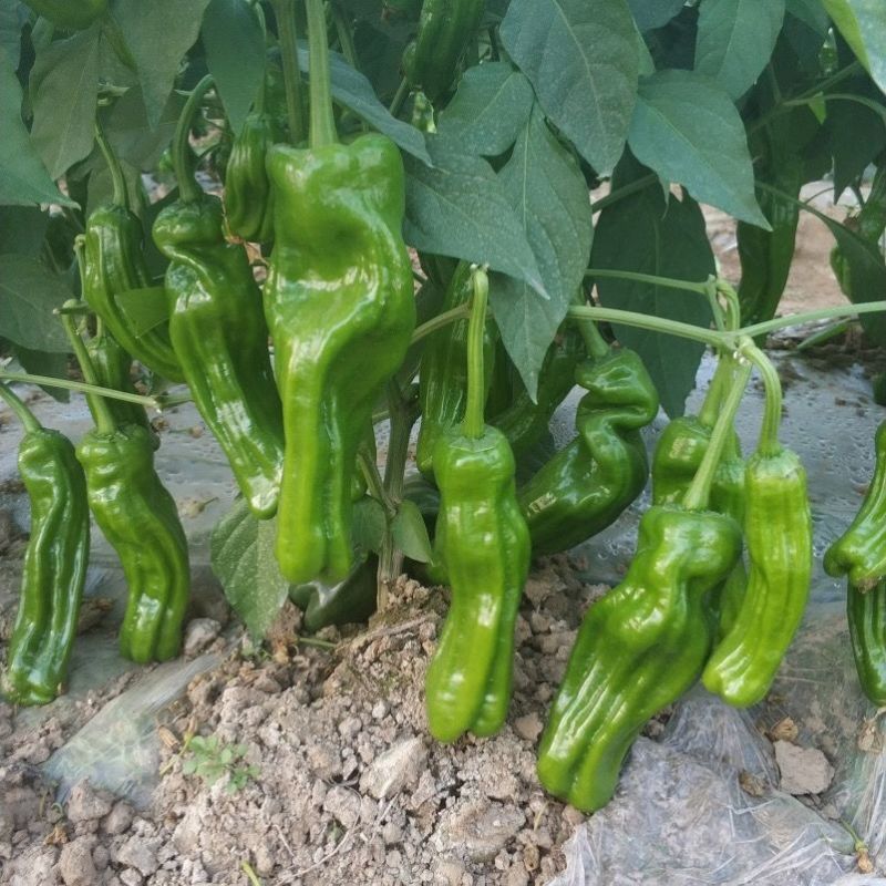 绿蔬三号辣椒种子早熟鲜食皮薄质脆味辣青红两用抗病春秋辣椒