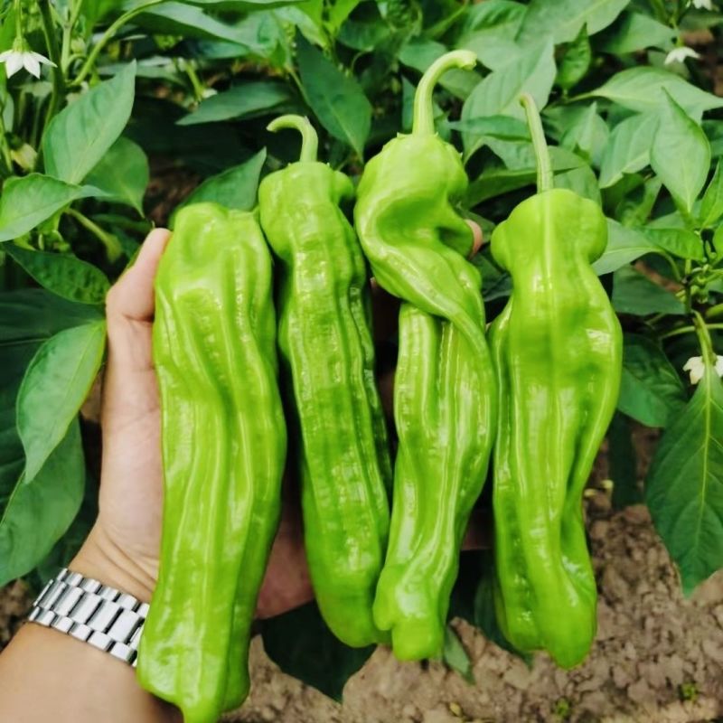 绿蔬三号辣椒种子早熟鲜食皮薄质脆味辣青红两用抗病春秋辣椒