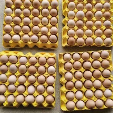 散养鸡蛋鸡场直销大码中码小码箱装44斤重质量保证