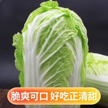 春白菜大量上市了，视频看货并可代发到各大批发市场