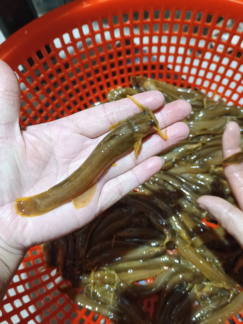 水蜂子