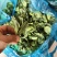 东台精品青菜苔源头基地直供全国发货