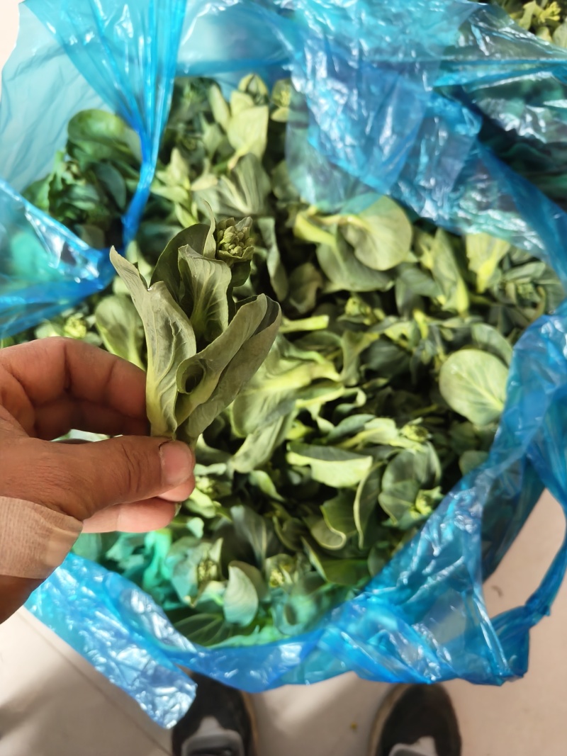 东台精品青菜苔源头基地直供全国发货