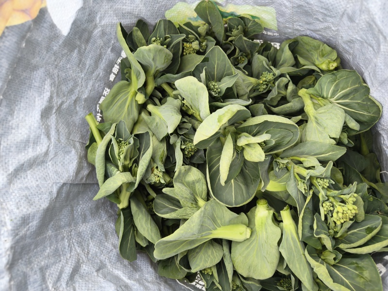 东台精品青菜苔源头基地直供全国发货