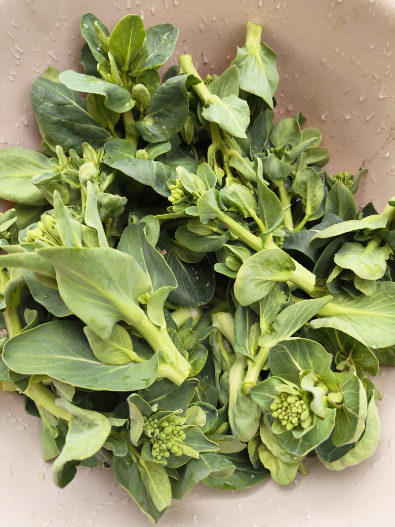 东台精品青菜苔源头基地直供全国发货