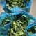 东台精品青菜苔源头基地直供全国发货