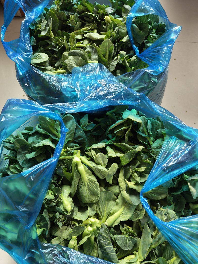 东台精品青菜苔源头基地直供全国发货