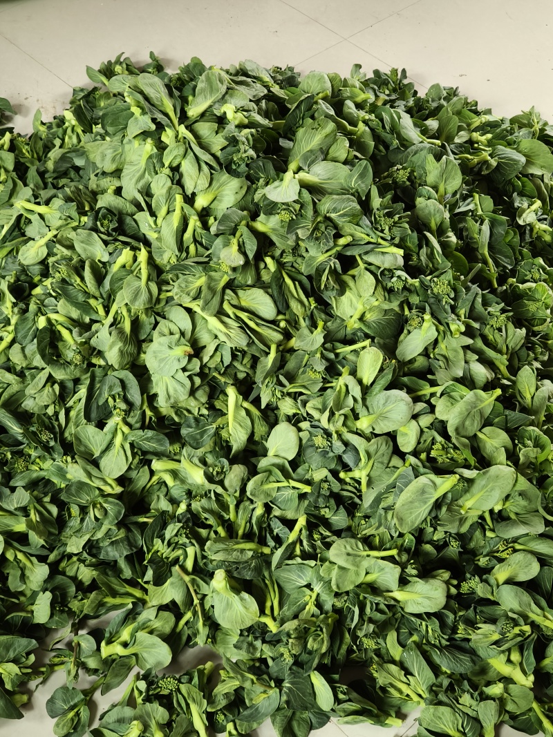 东台精品青菜苔源头基地直供全国发货