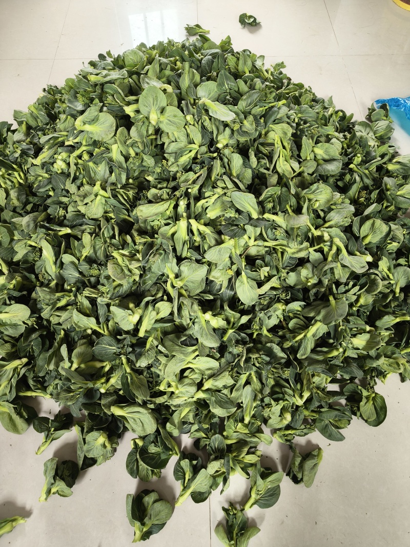东台精品青菜苔源头基地直供全国发货