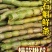 浙江雁荡山红杆软脚铁皮石斛胖(鲜条)云南基地直发现剪
