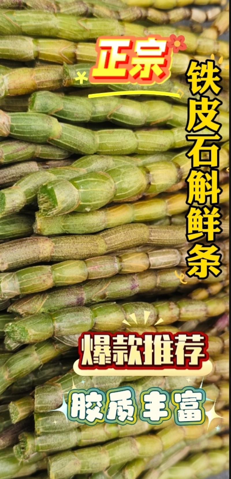 浙江雁荡山红杆软脚铁皮石斛胖(鲜条)云南基地直发现剪