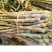 浙江雁荡山红杆软脚铁皮石斛胖(鲜条)云南基地直发现剪