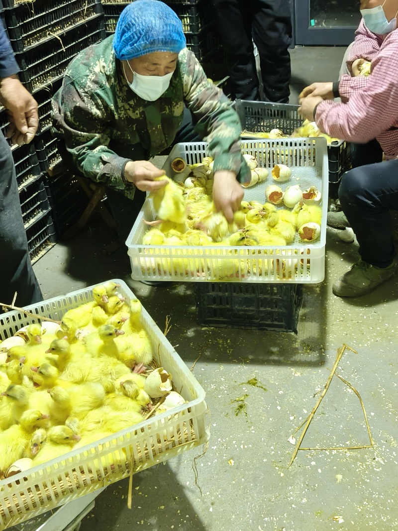 鹅苗，大三花，鹅苗孵化场，提供技术指导，
