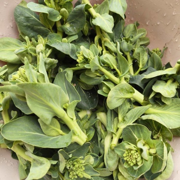 东台精品青菜苔源头基地直供全国发货