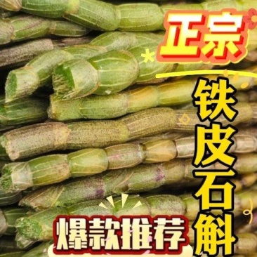 浙江雁荡山红杆软脚铁皮石斛胖(鲜条)云南基地直发现剪