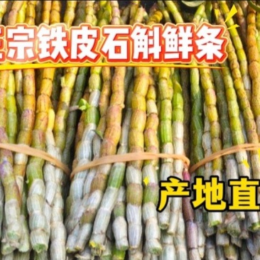 2025年浙江正宗红杆脚铁皮石斛鲜条胶质好粗壮云南基地