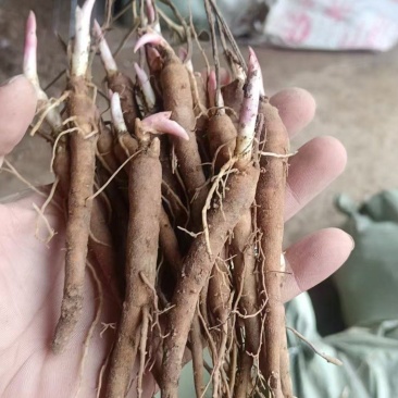 白芍赤芍苗