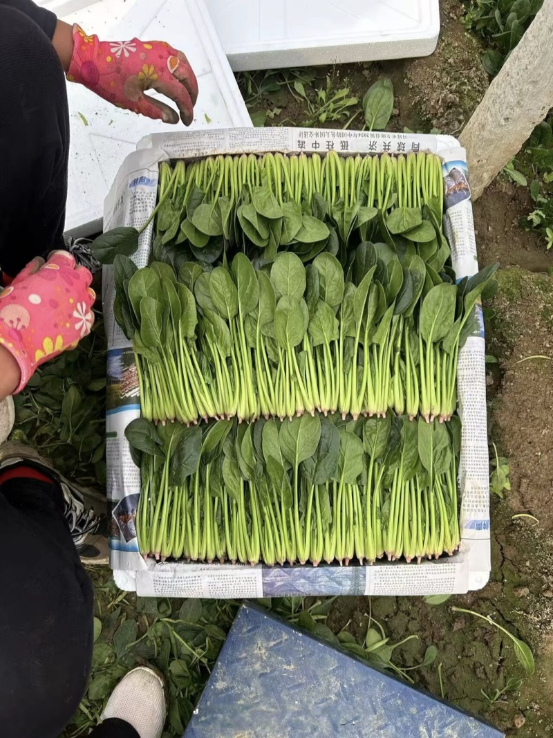 优质小圆叶菠菜，万亩基地直供，质优价廉，做工精细，