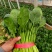 优质小圆叶菠菜，万亩基地直供，质优价廉，做工精细，