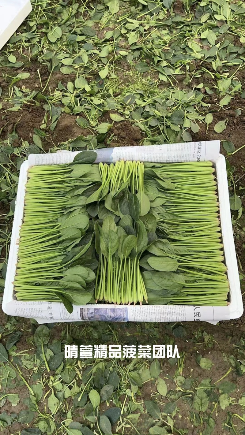 优质小圆叶菠菜，万亩基地直供，质优价廉，做工精细，