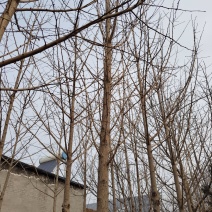 银杏树