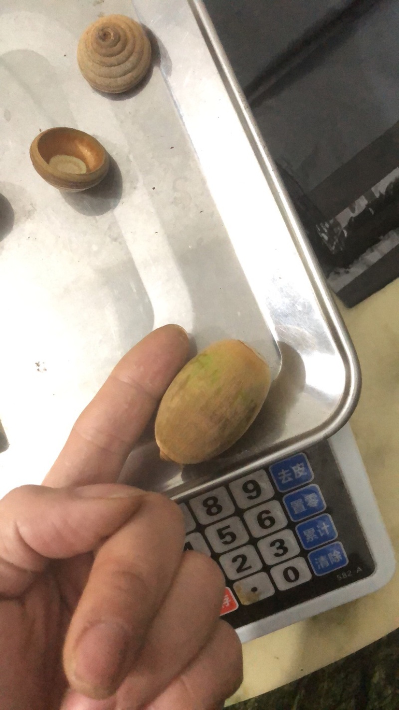 产地狗鞭果鲜货批发