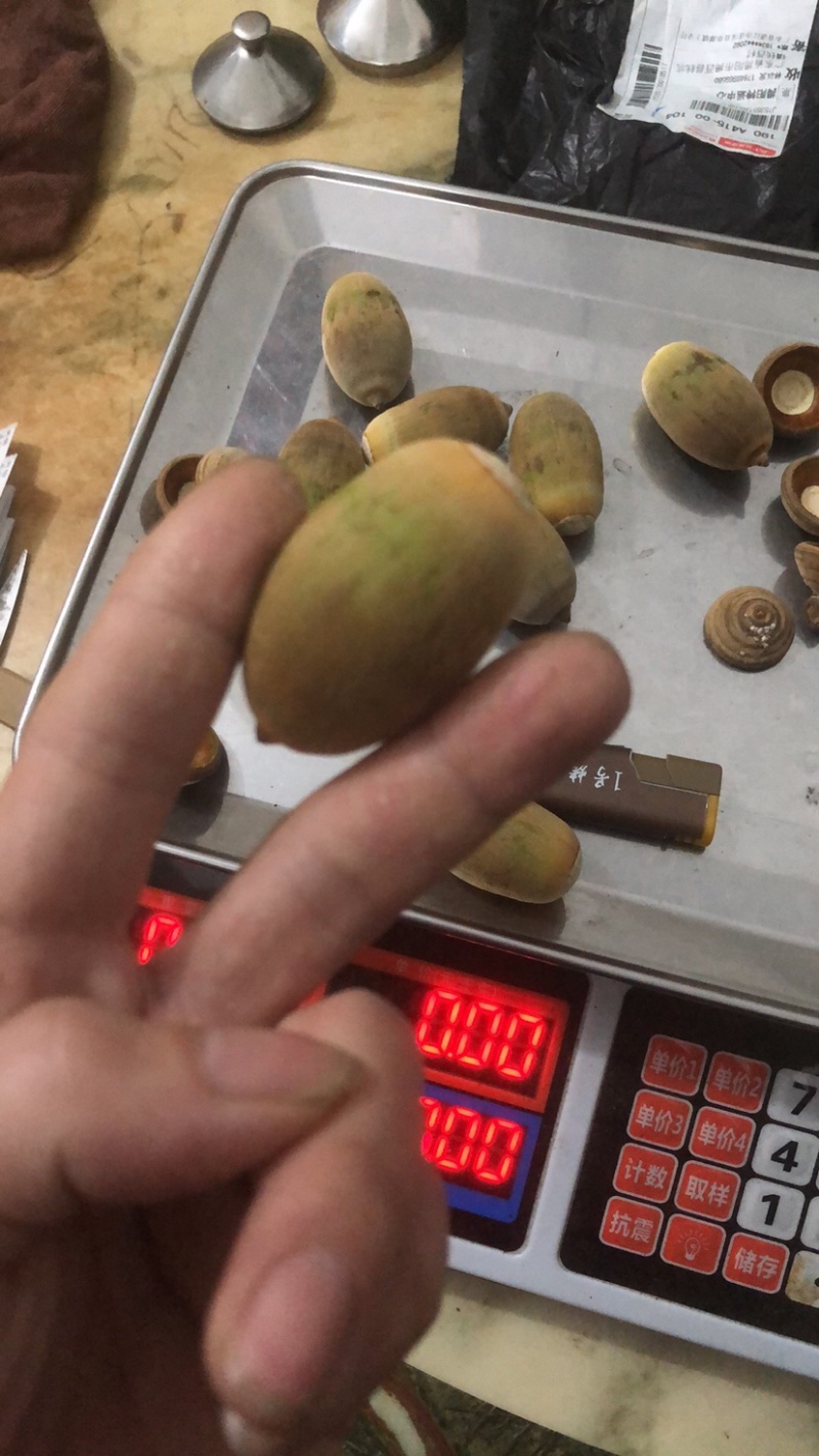 产地狗鞭果鲜货批发